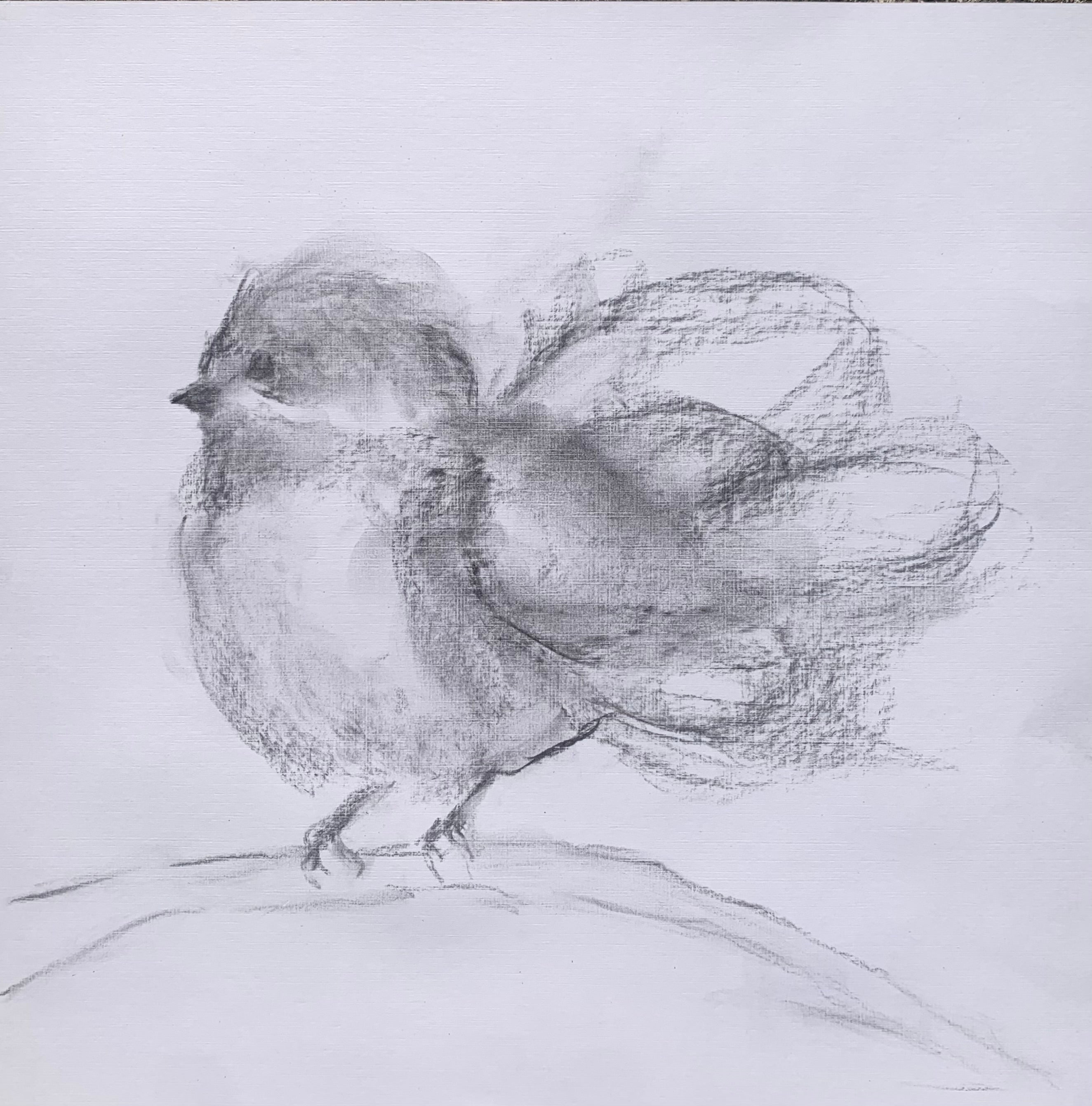 Judith Williams - Miss Fluff (12 x 12)