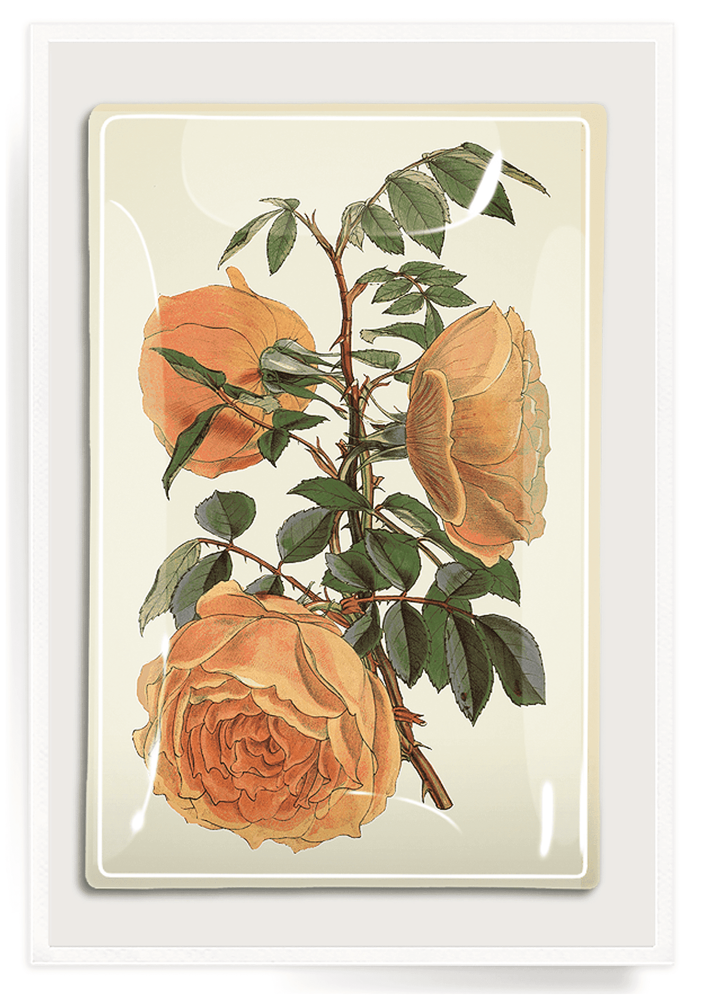 Peach Rose Blossoms Tray