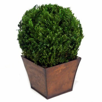 Preserved Juniper Globe Topiary