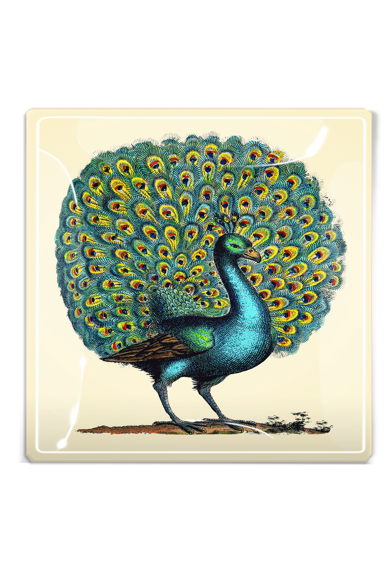 Proud Peacock Tray