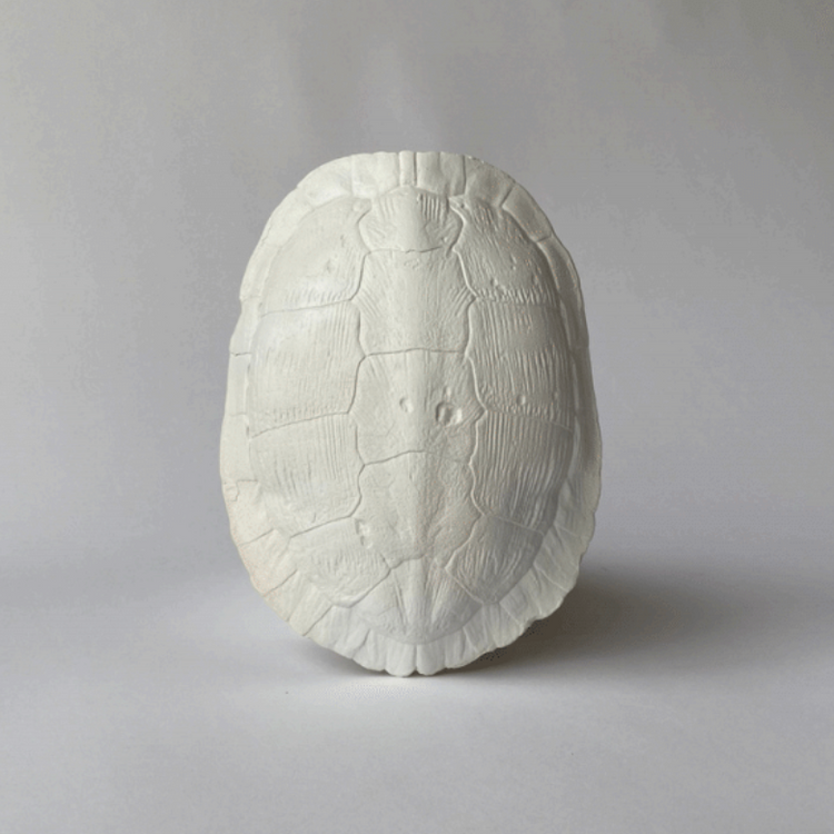 White River Turtle Shell