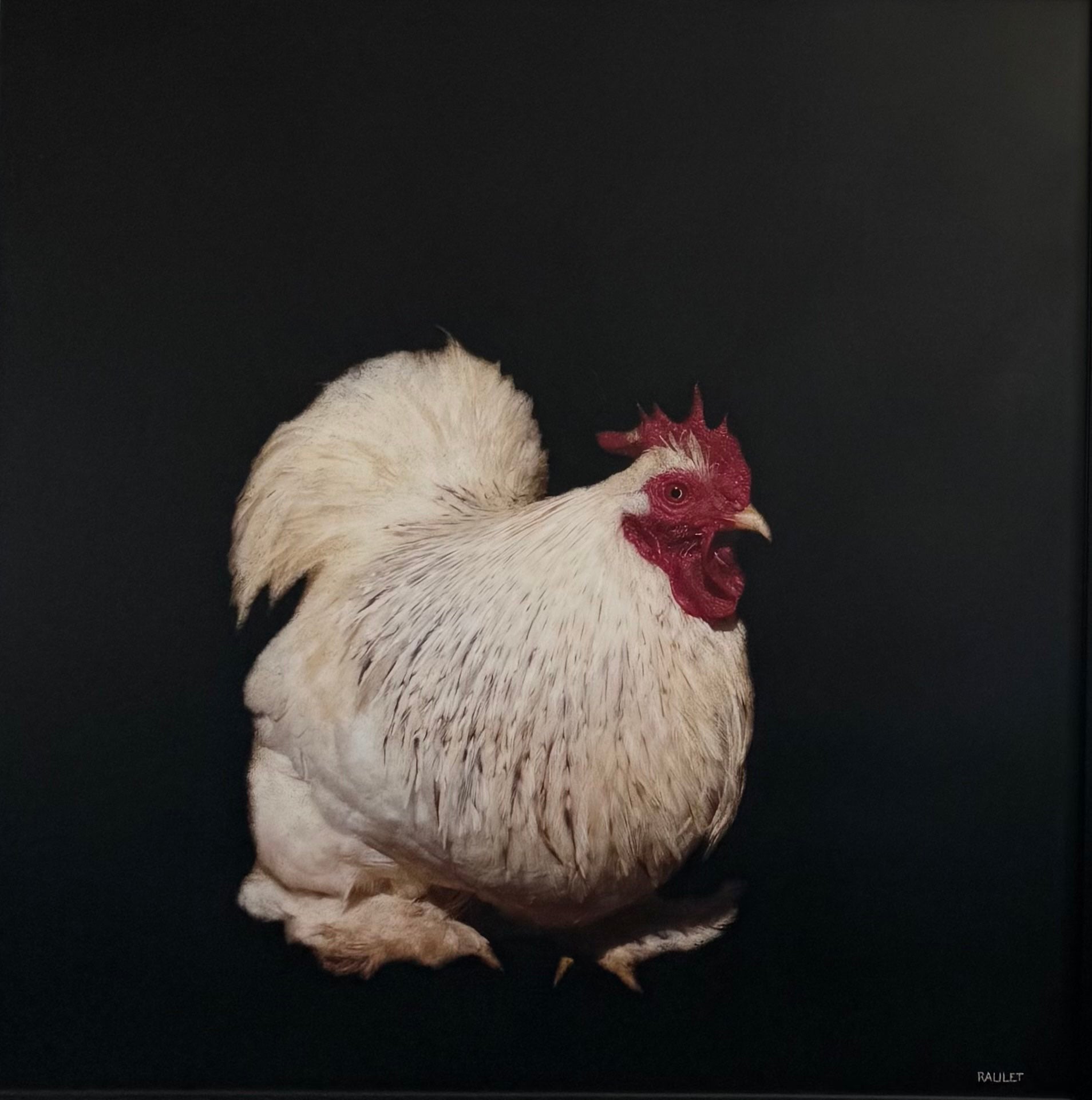 Dawne Raulet - Rise and Shine (40 x 40)